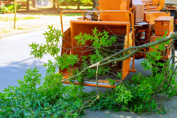 Best Emergency Storm Tree Removal  in USA